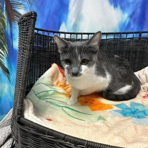 An adult medium-sized female Gray / Blue / Silver Domestic Short Hair cat named Cleo for adoption in Henderson, NV