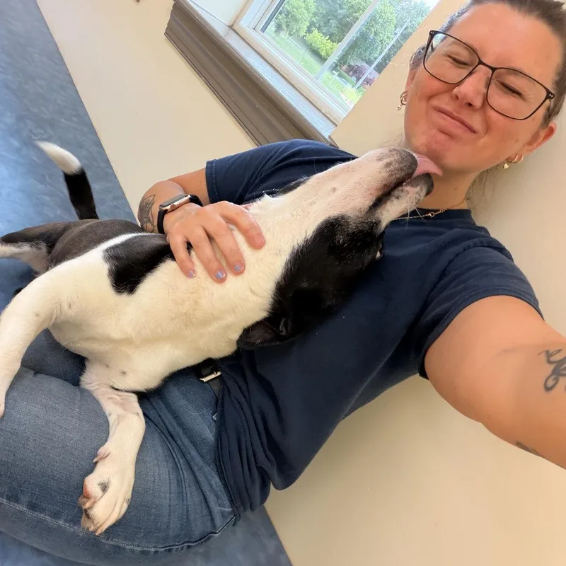 An adult small-sized male Black Pit Bull Terrier dog named Kovu for adoption in Roanoke, VA