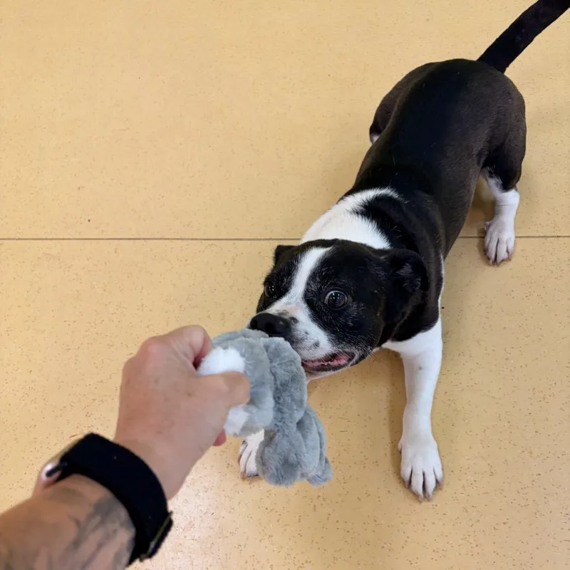 Kovu thumbnail 4