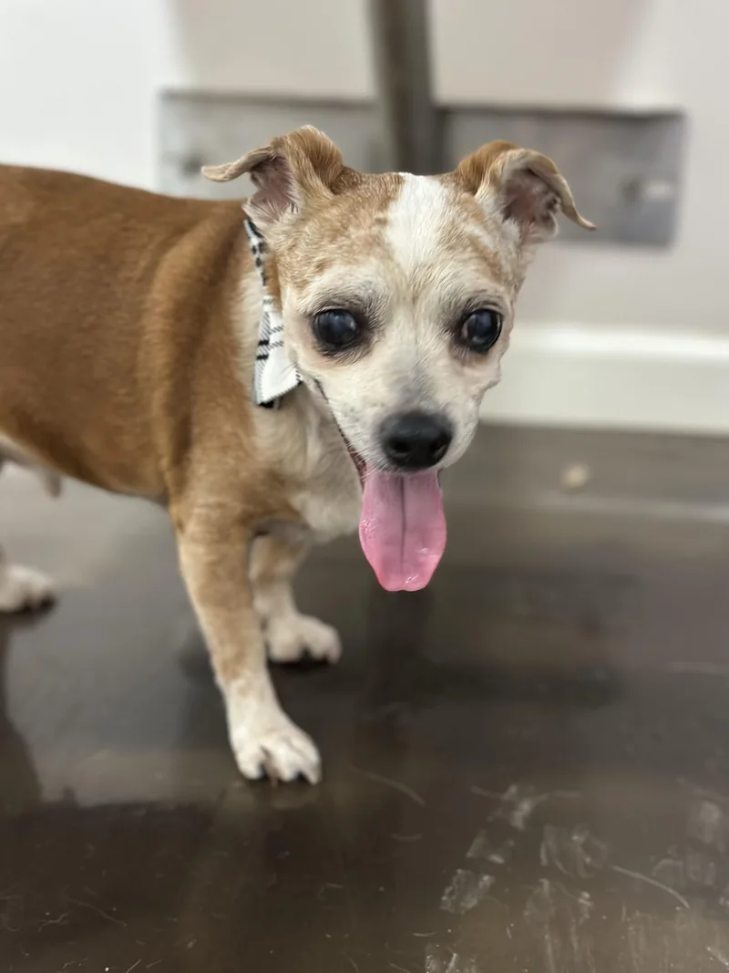An adult small-sized male Red / Chestnut / Orange Chihuahua dog named Benny for adoption in Aspen, CO