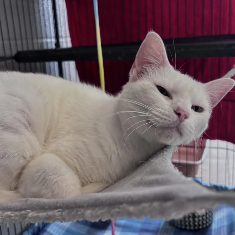 Sheeba thumbnail 2