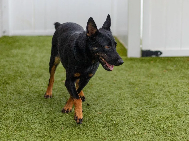 An adult medium-sized female Terrier dog named Lynn for adoption in Bloomfield, CT