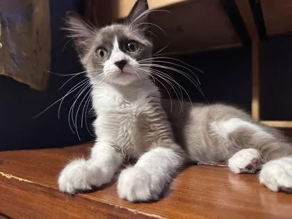 A baby small-sized female Domestic Medium Hair cat named Summer for adoption in Fort Worth, TX