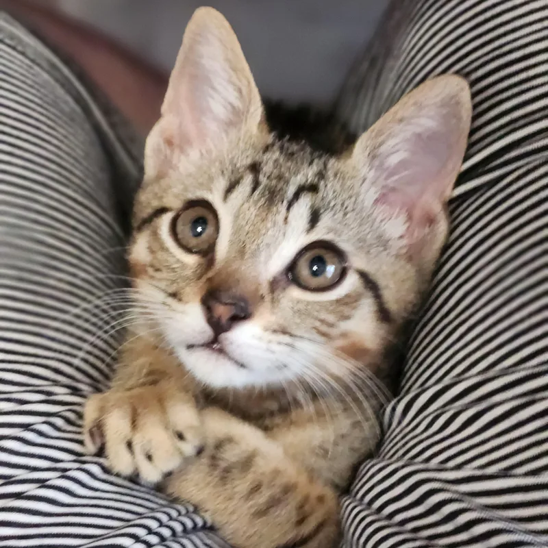 A baby small-sized male American Shorthair cat named Louis for adoption in Miami, FL