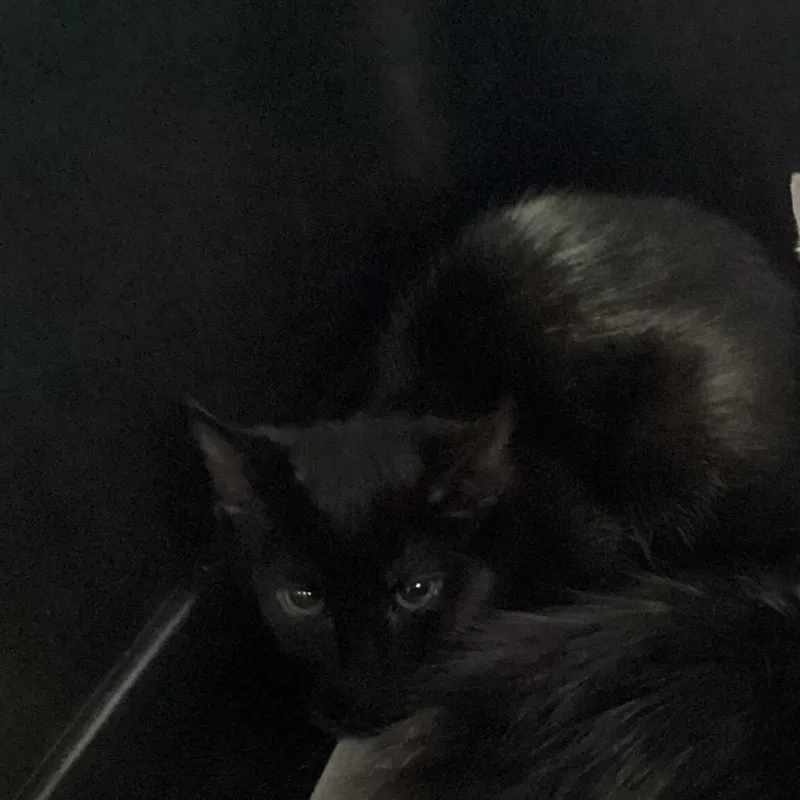 A baby small-sized female Domestic Short Hair cat named Julie for adoption in Montgomery, AL