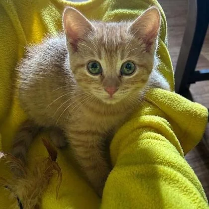 Phineas
