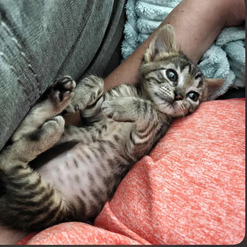 A baby medium-sized female Tabby (Brown / Chocolate) Domestic Short Hair cat named Princess Donut for adoption in Kansas City, KS