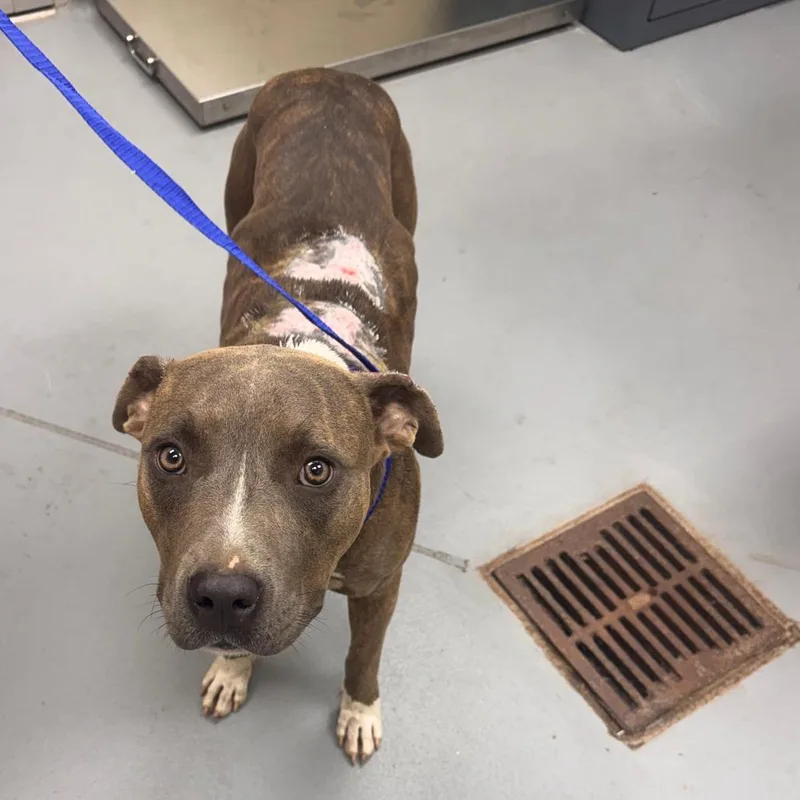 A young medium-sized female Brindle Mixed Breed dog named StrayPlayFieldCourt for adoption in Columbus, GA
