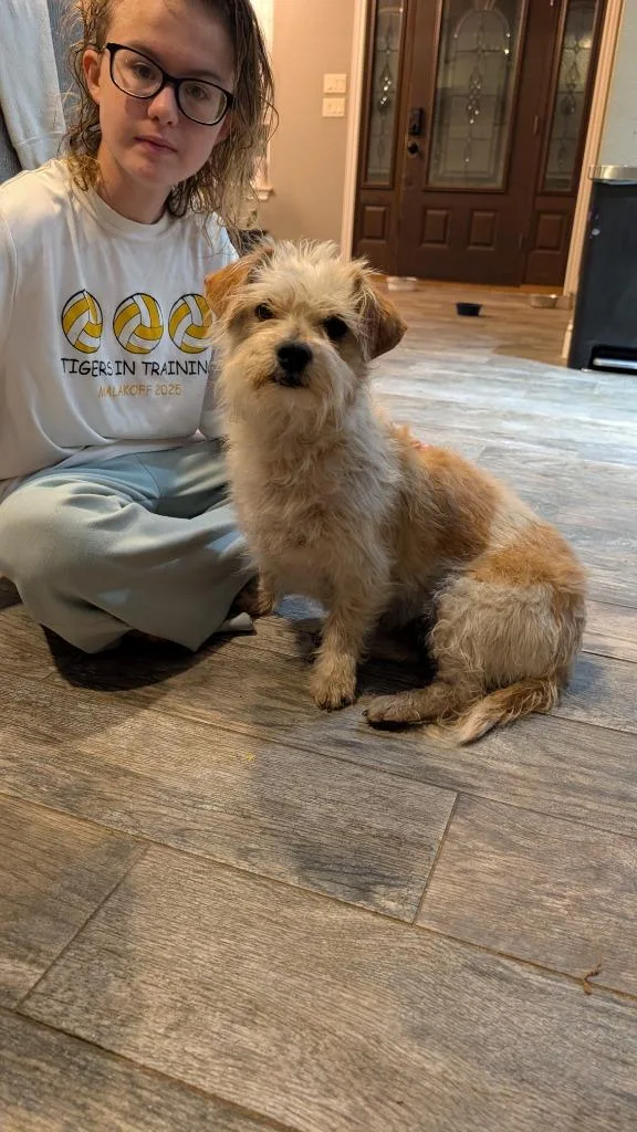 A young medium-sized female Wirehaired Terrier dog named Louise for adoption in Seven Points, TX