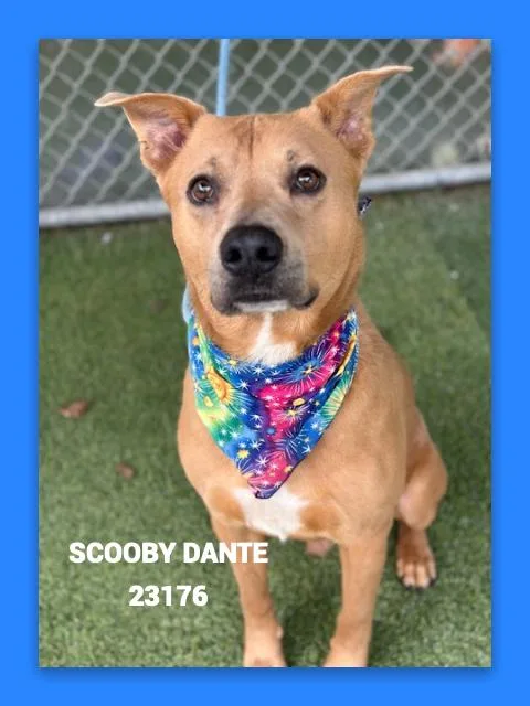 An adult large-sized male Brown / Chocolate Labrador Retriever dog named Scooby Dante for adoption in Marietta, GA