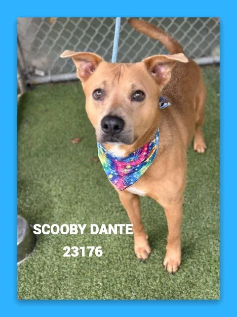 Scooby Dante thumbnail 4
