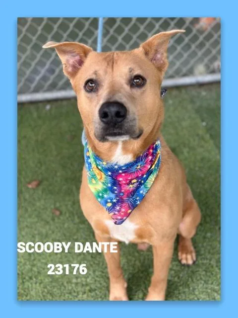 Scooby Dante thumbnail 5