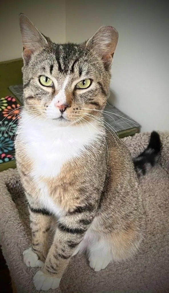 A young medium-sized male Tabby (Buff / Tan / Fawn) American Shorthair cat named Rocky for adoption in Bow, WA