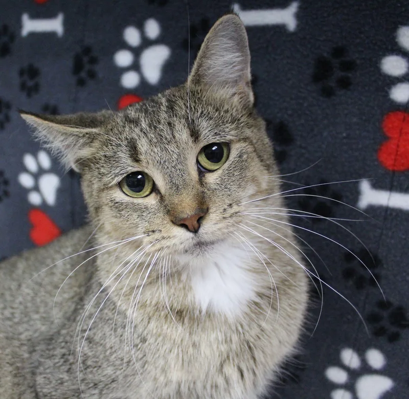 A young medium-sized female Domestic Short Hair cat named Kimber for adoption in Portage, WI