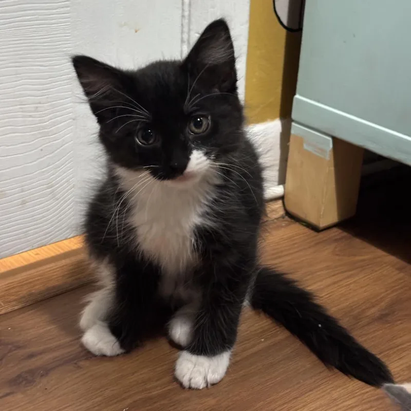 A baby small-sized female Black Domestic Short Hair cat named Moony Chapman for adoption in Merrifield, VA