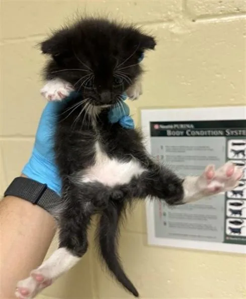 A baby small-sized male Domestic Short Hair cat named Apple Jacks for adoption in Sacramento, CA