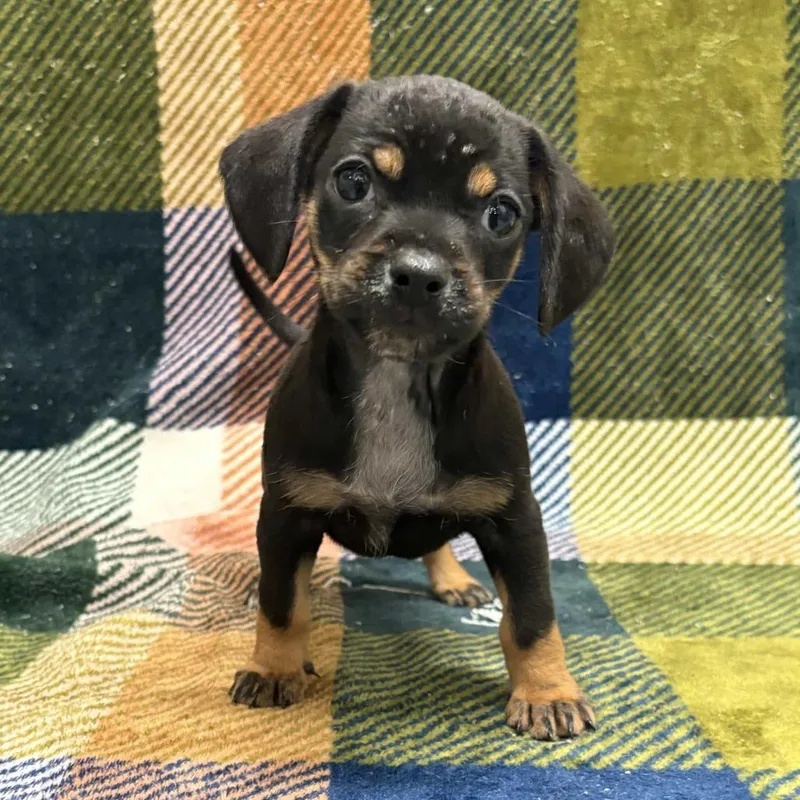 A baby small-sized male Brown / Chocolate Dachshund dog named Bennett for adoption in Beaumont, TX