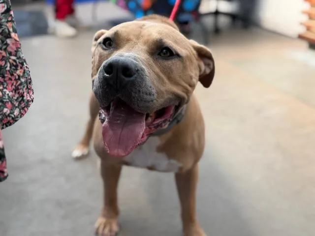 An adult large-sized male Mixed Breed dog named Diablo for adoption in Dallas, TX