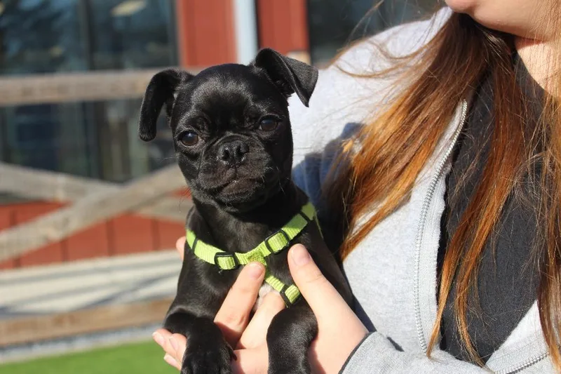 A baby small-sized female Black Pug dog named Muskrat for adoption in Chestertown, MD
