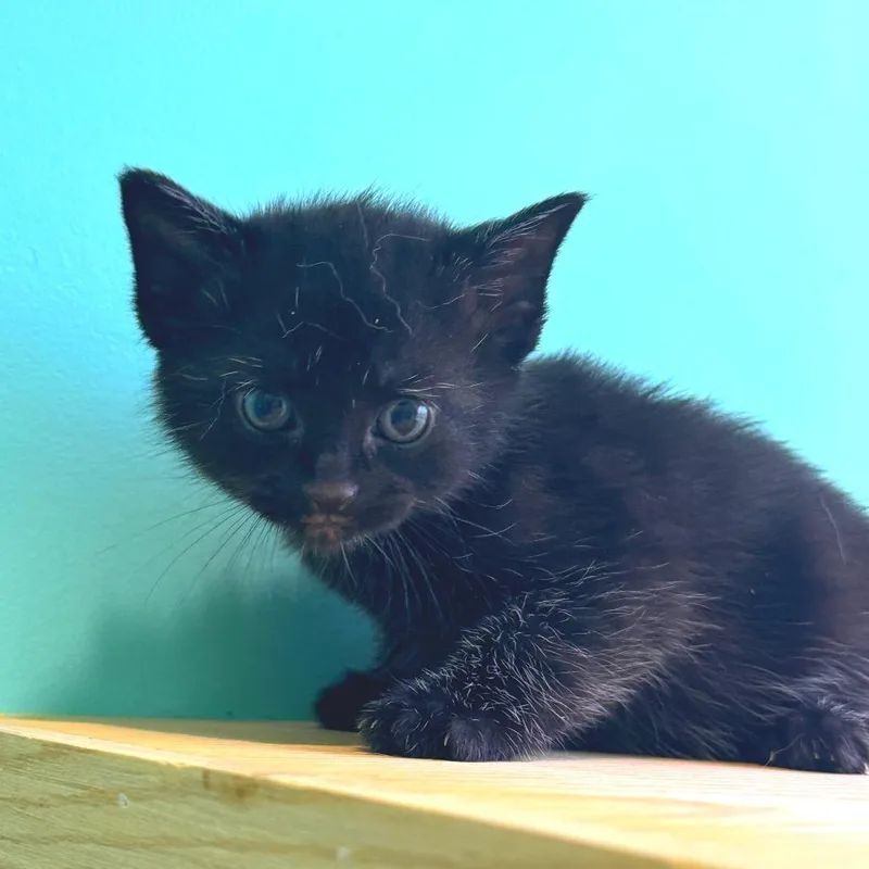 A baby small-sized male Black Domestic Short Hair cat named Mascara for adoption in Marion, VA