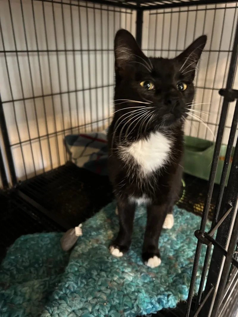 An adult medium-sized male Black Domestic Short Hair cat named Raven for adoption in Baldwin, MI