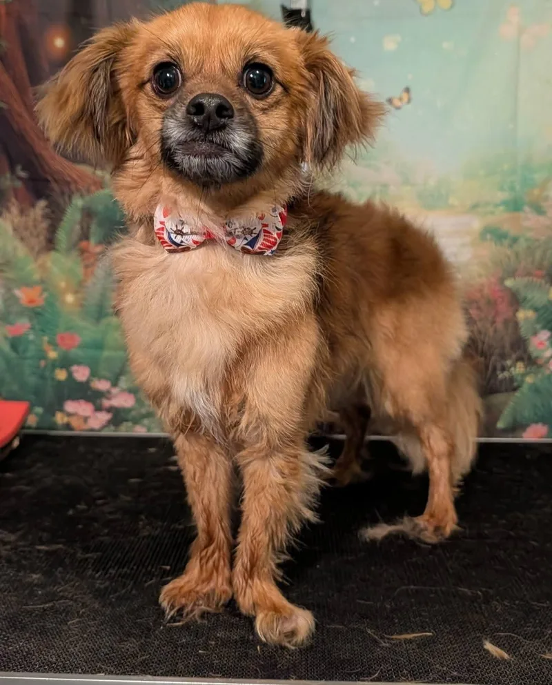 An adult small-sized male Chihuahua dog named Gunner for adoption in Columbia, MO