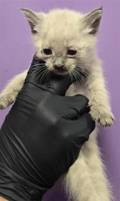 A baby small-sized male Domestic Short Hair cat named 61606749 for adoption in El Paso, TX