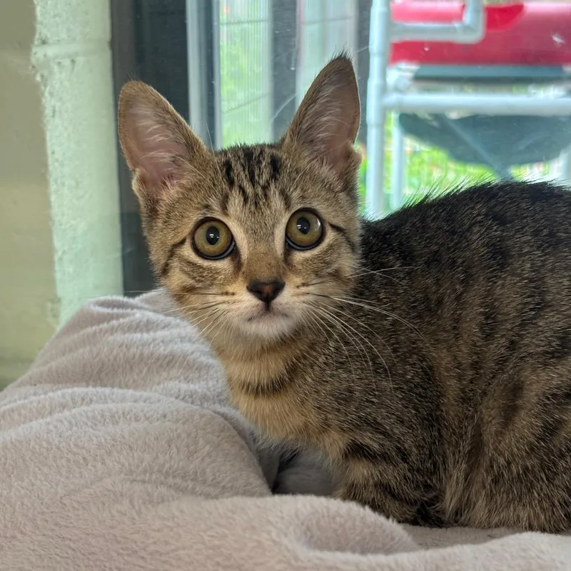 A baby small-sized male Brown / Chocolate Domestic Short Hair cat named Boba for adoption in League City, TX
