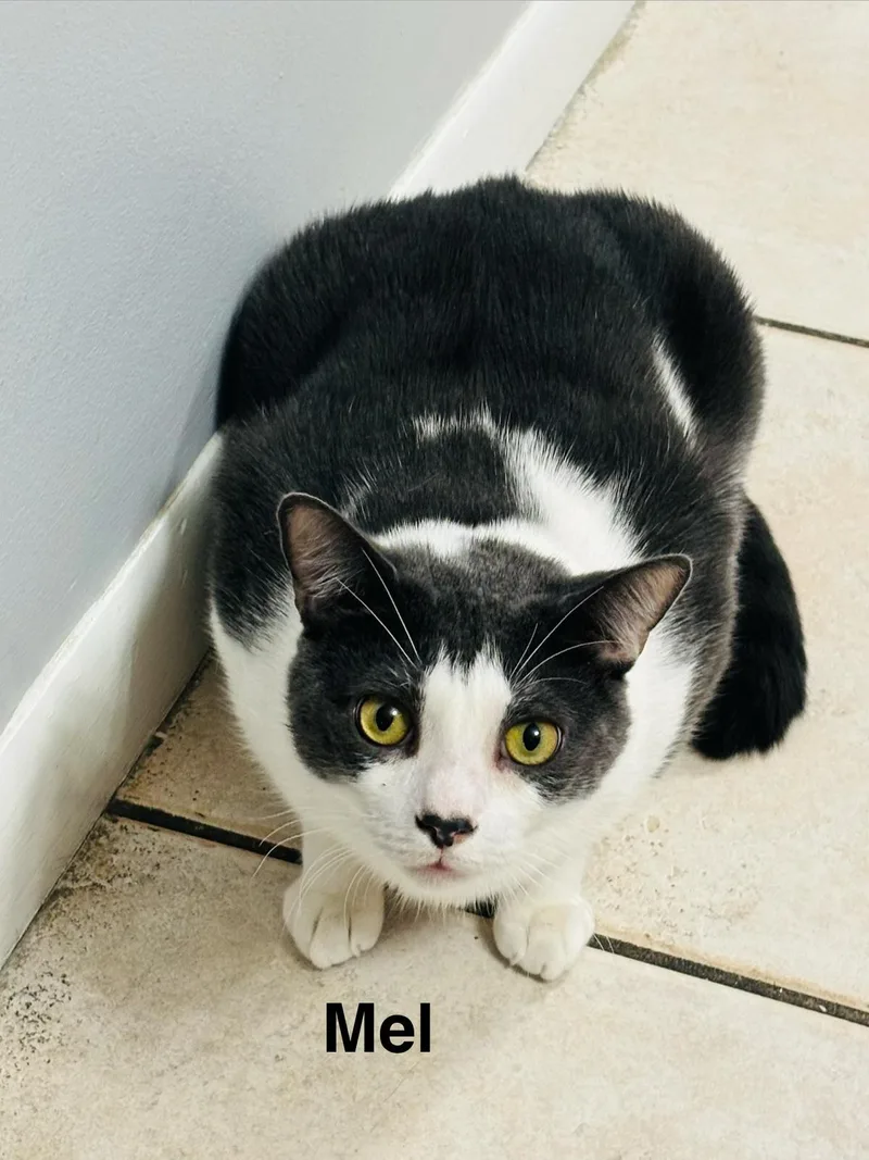 An adult large-sized male Gray & White Domestic Short Hair cat named Mel for adoption in miami, FL