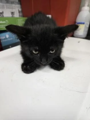 A baby small-sized female Domestic Short Hair cat named Riri for adoption in Gainesville, FL