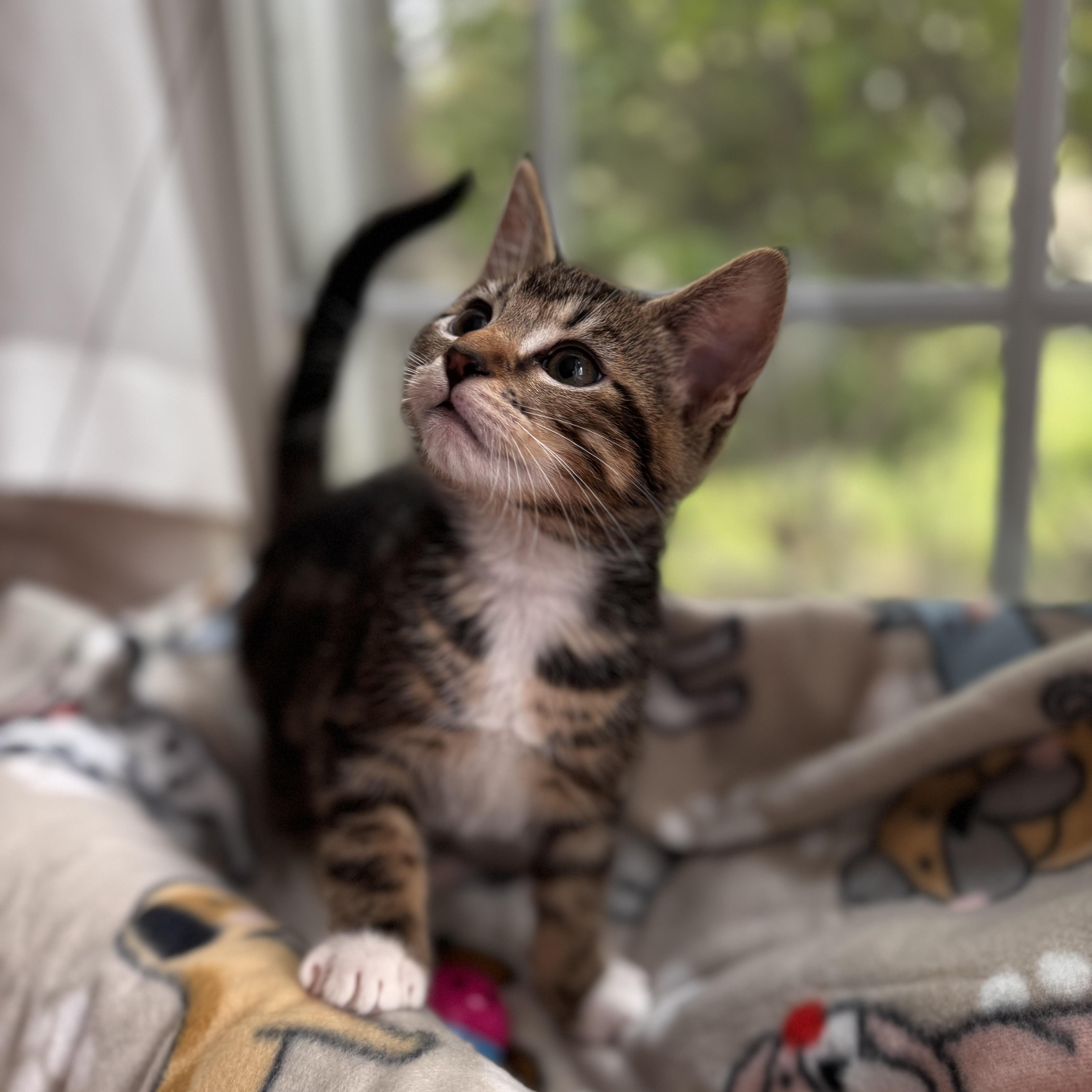 A baby small-sized male Tabby (Brown / Chocolate) Domestic Short Hair cat named Marlin for adoption in East Greenwich, RI