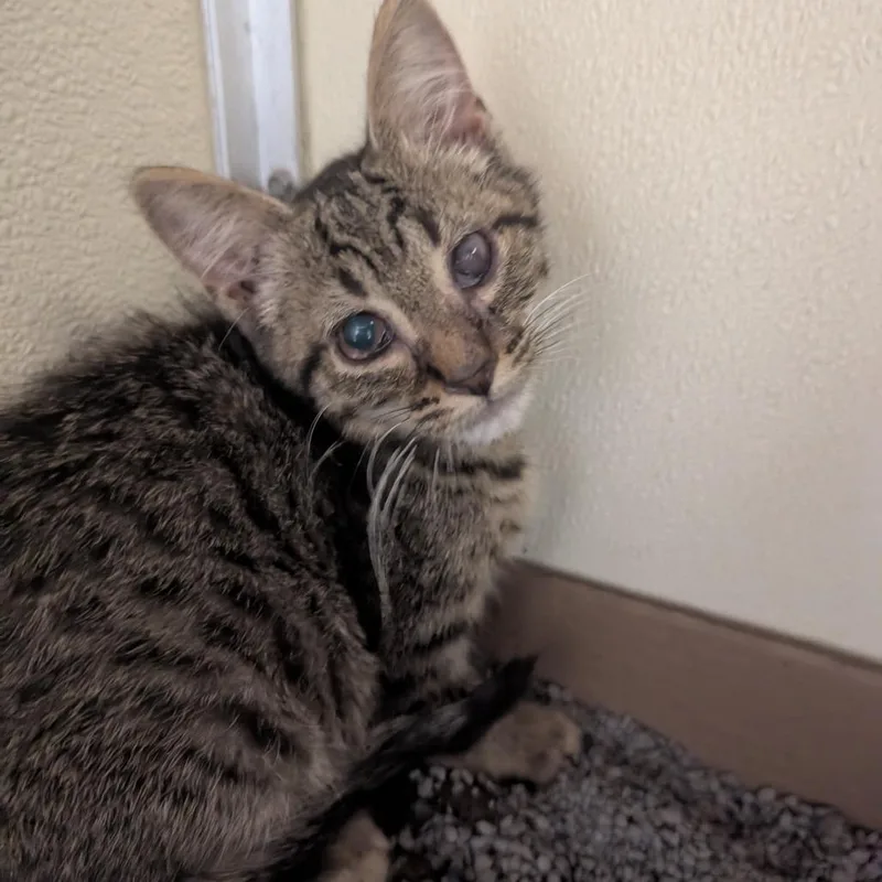 A baby small-sized male Domestic Short Hair cat named Tagg for adoption in Jeffersonville, IN
