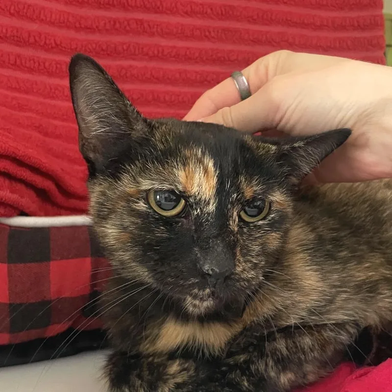 An adult medium-sized female Brown / Chocolate Domestic Short Hair cat named Jeans for adoption in Chicago, IL