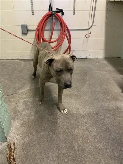 An adult medium-sized male Pit Bull Terrier dog named Kane for adoption in Sacramento, CA