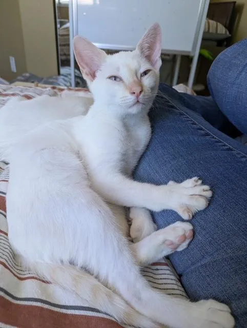 Penelope