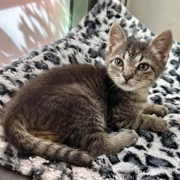 A baby small-sized male Domestic Short Hair cat named Buckley for adoption in Dublin, CA
