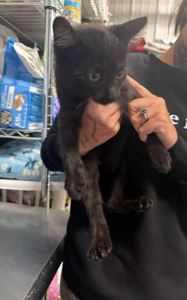A baby medium-sized male Domestic Short Hair cat named Chaos for adoption in Greensburg, IN
