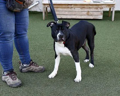 An adult large-sized male Mixed Breed dog named Chunk for adoption in West Chester, PA