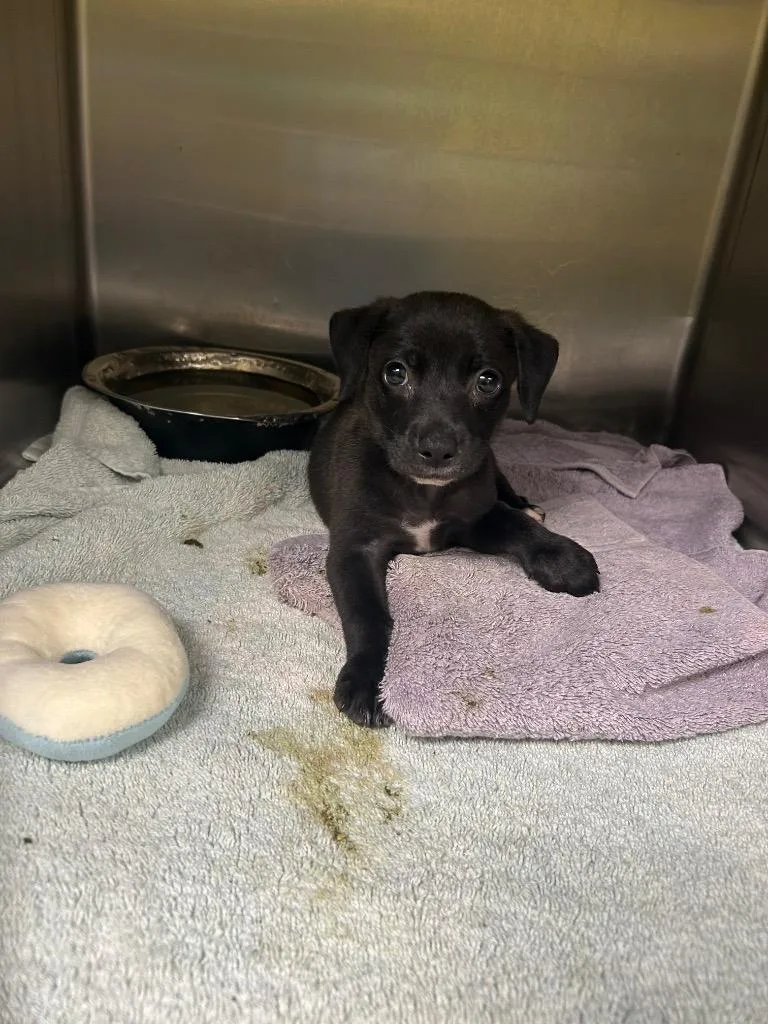 A baby small-sized male Labrador Retriever dog named Otter for adoption in Gautier, MS