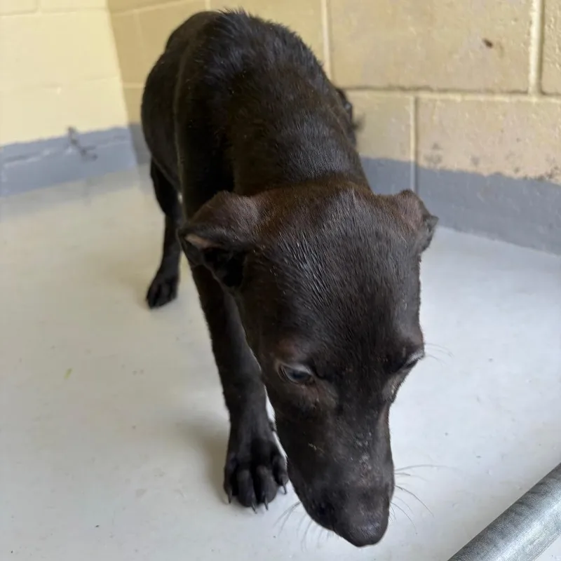 A baby medium-sized male Black Pit Bull Terrier dog named Forrest for adoption in Lufkin, TX