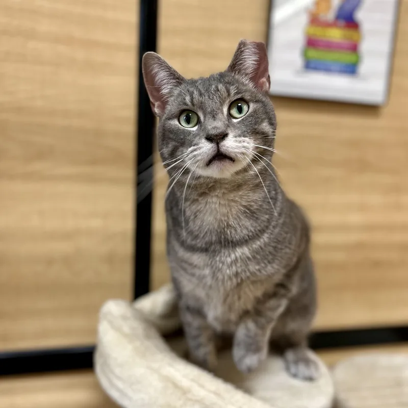 A young medium-sized male Domestic Short Hair cat named Patchie for adoption in Norwalk, CT