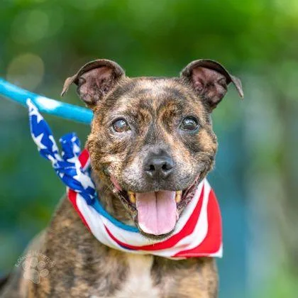 A senior medium-sized female Terrier dog named Irie for adoption in Honolulu, HI