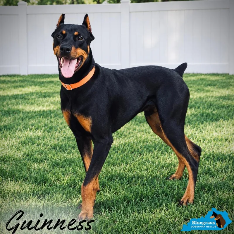 Guinness thumbnail 5