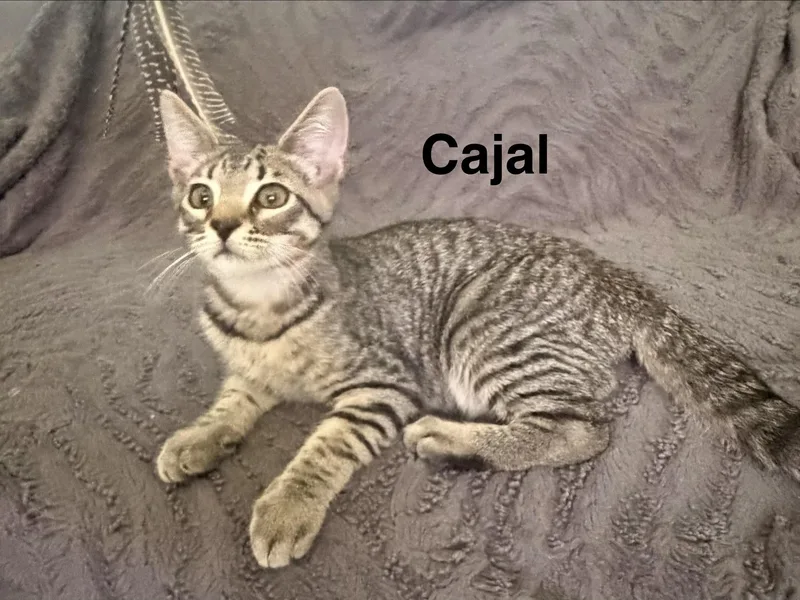 A baby medium-sized male Tabby (Brown / Chocolate) Domestic Short Hair cat named Cajal for adoption in Lauderhill, FL