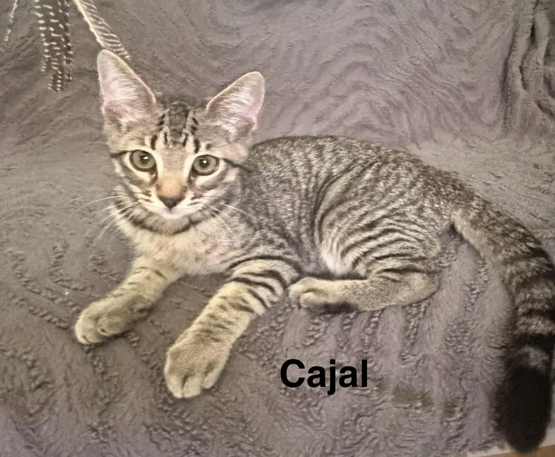 Cajal thumbnail 2