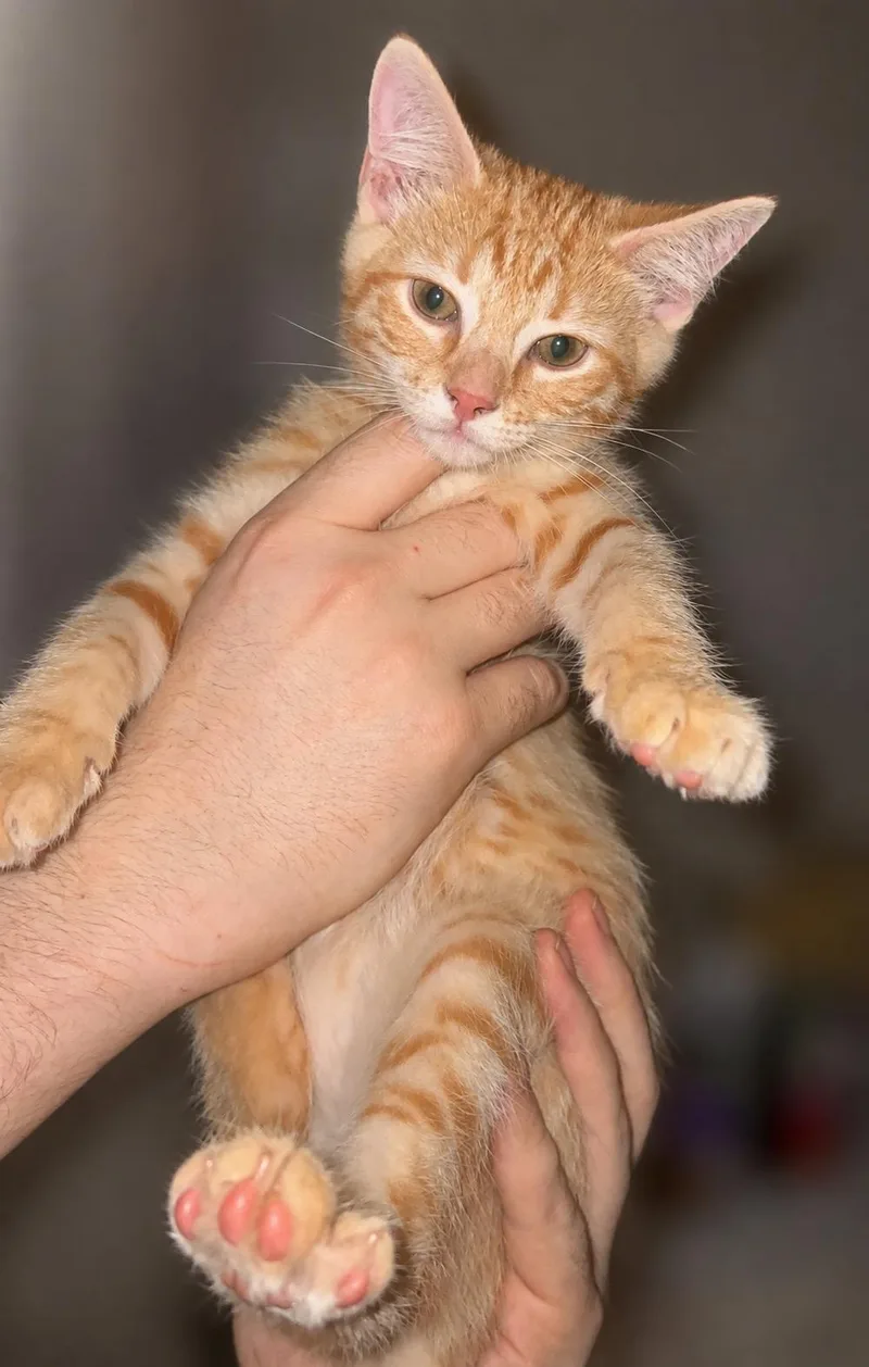 A baby medium-sized female Tabby (Orange / Red) Domestic Short Hair cat named Fondue for adoption in Murfreesboro, TN