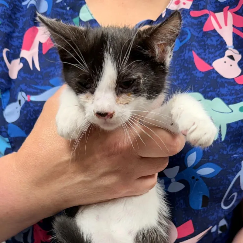A baby small-sized female Domestic Short Hair cat named Seaweed for adoption in Ewing, NJ