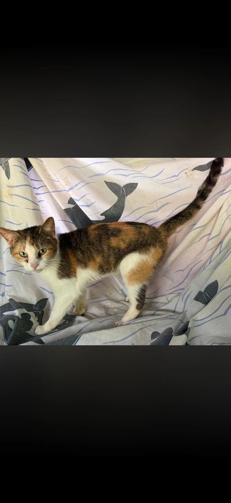 An adult small-sized female Calico cat named Ally for adoption in Long Bottom, OH
