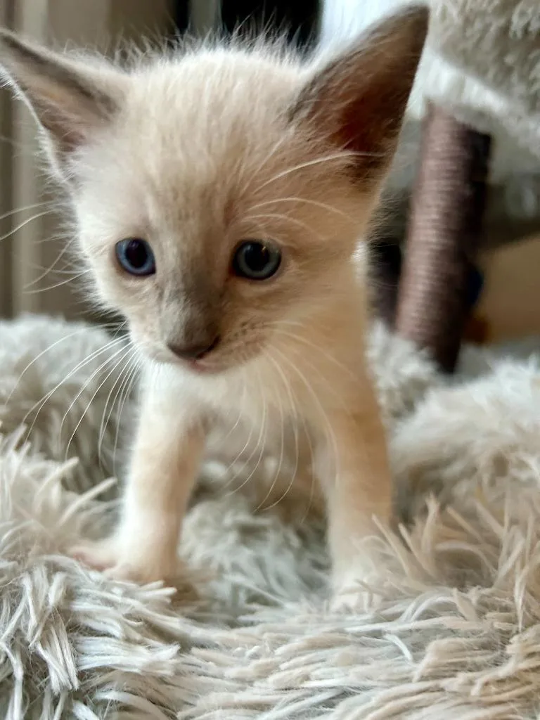 A baby small-sized male Siamese cat named Sawyer for adoption in Los Angeles, CA