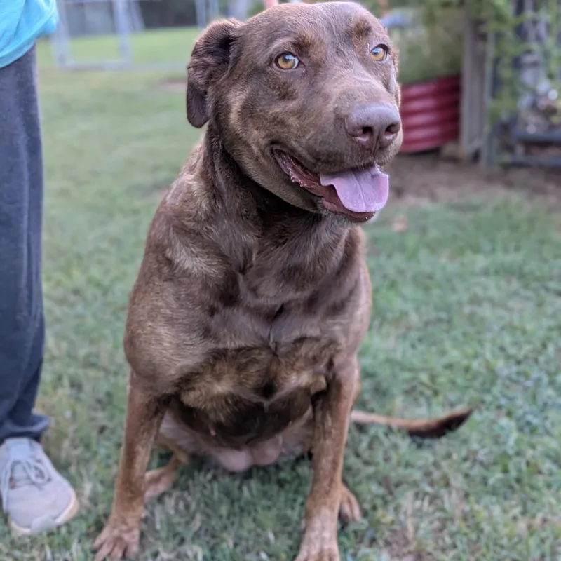 An adult large-sized female Chocolate Labrador Retriever dog named Millie for adoption in Fairfax, VA